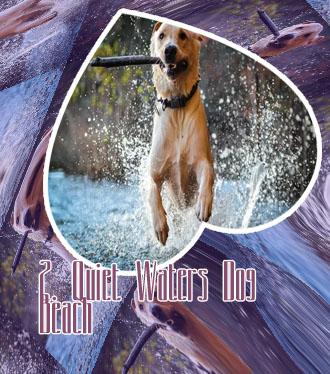 Dog water play